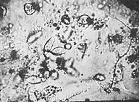 Org-protozoa