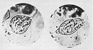 Org-protozoon, egg-shaped